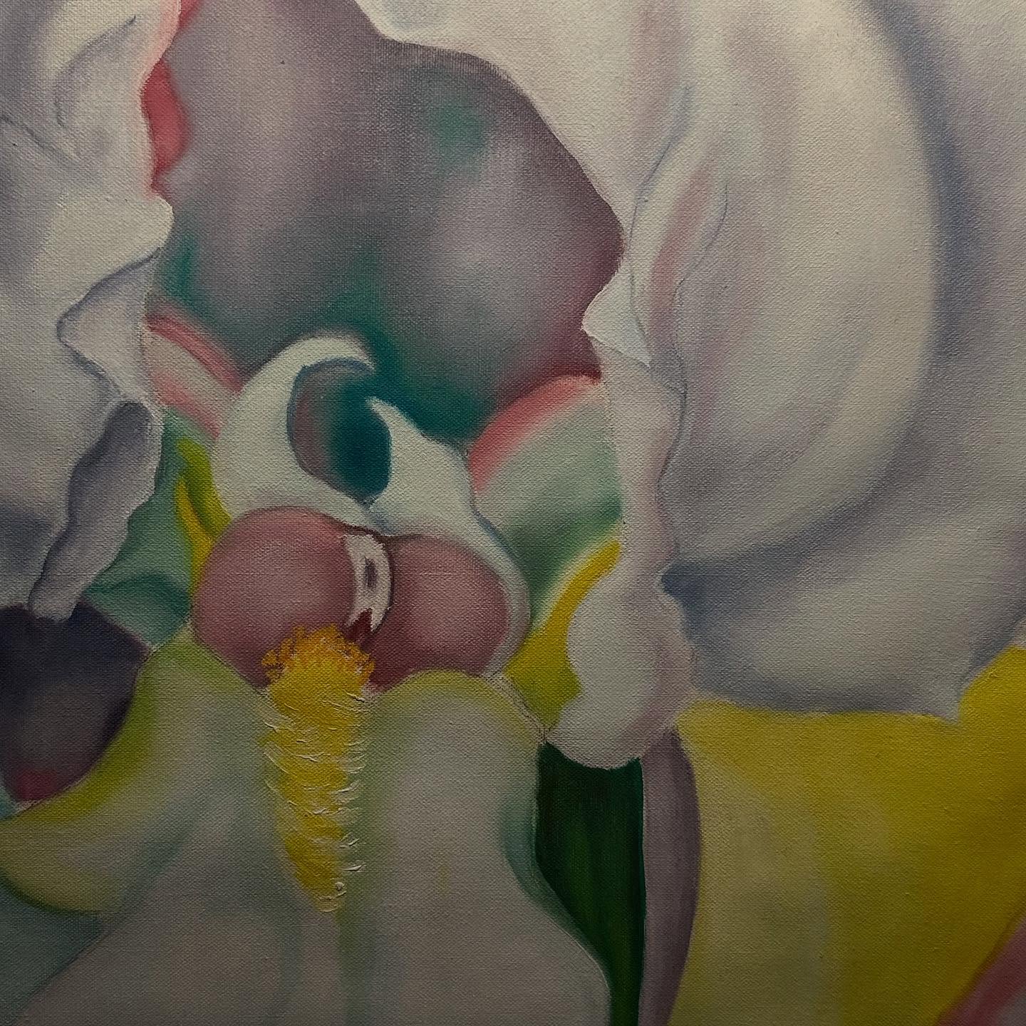 Iris alb - imagine 5