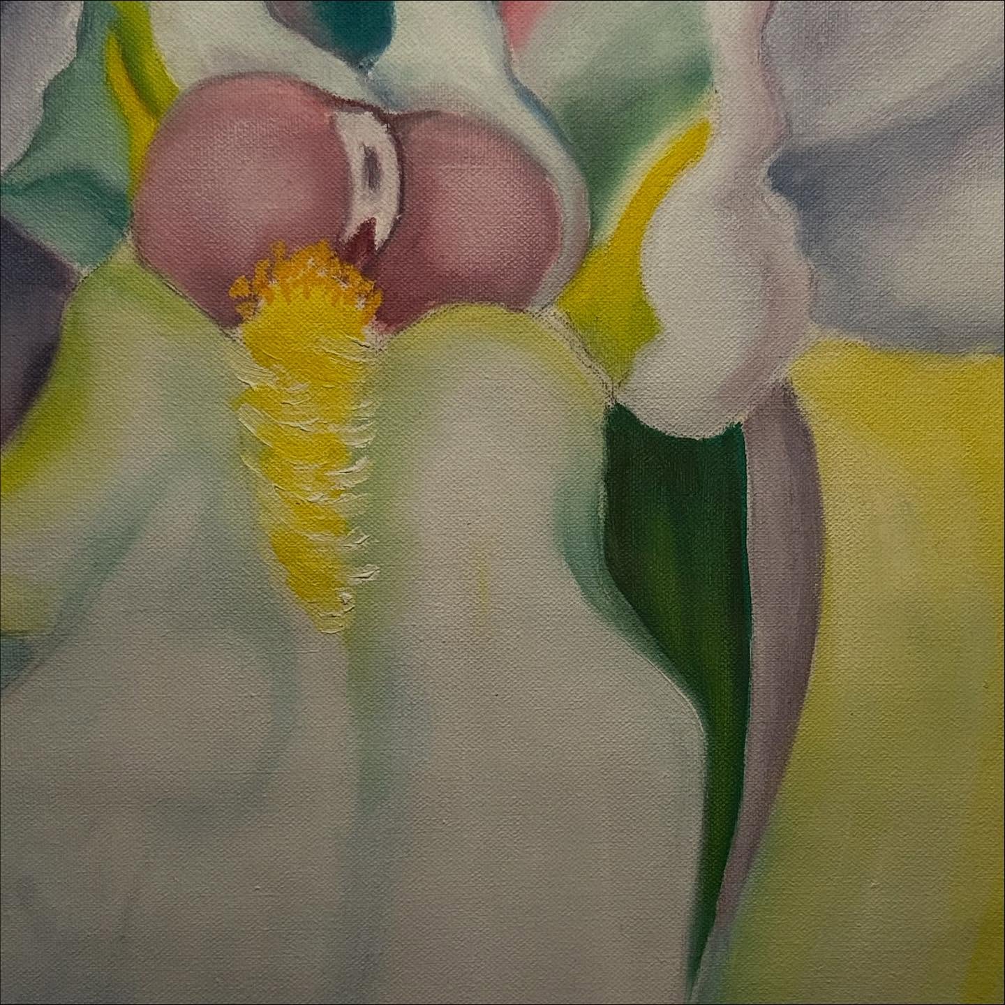 Iris alb - imagine 6